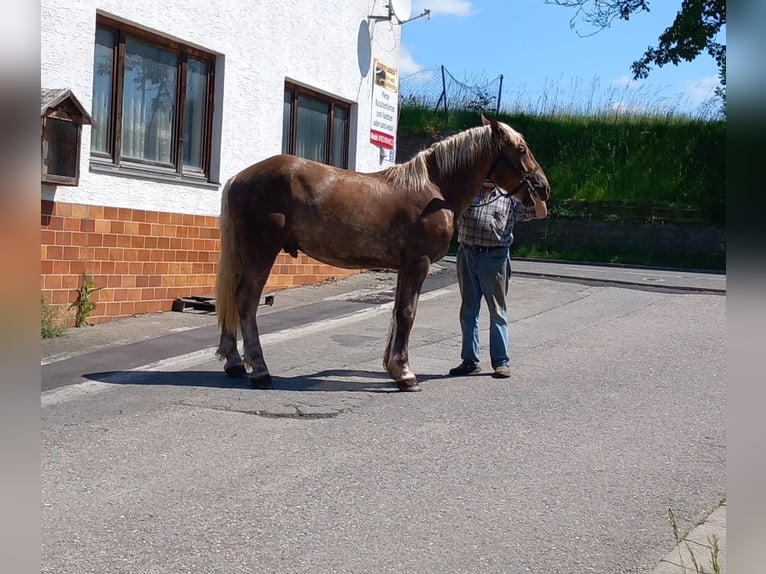 Altri cavalli a sangue freddo Castrone 2 Anni Sauro scuro in Bad Kötzting