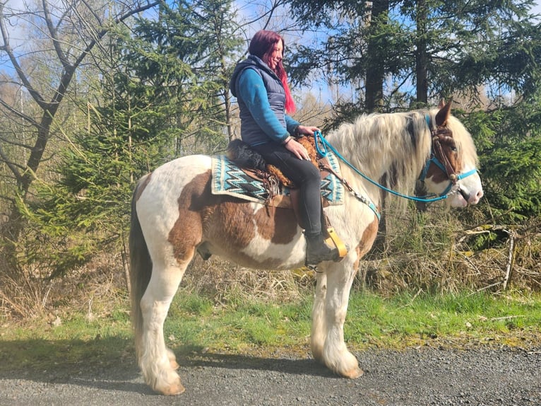 Altri cavalli a sangue freddo Castrone 3 Anni 154 cm Pezzato in Linkenbach