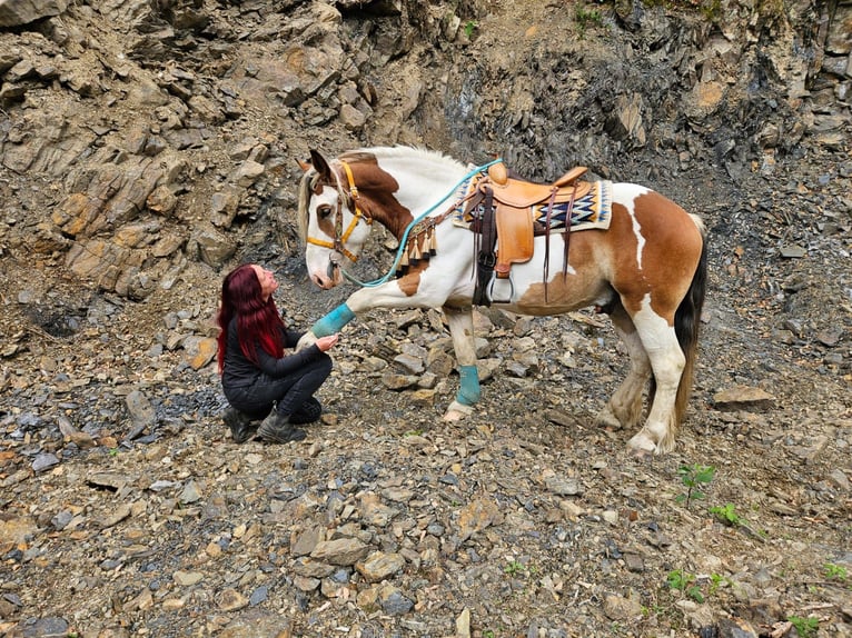 Altri cavalli a sangue freddo Castrone 3 Anni 154 cm Pezzato in Linkenbach