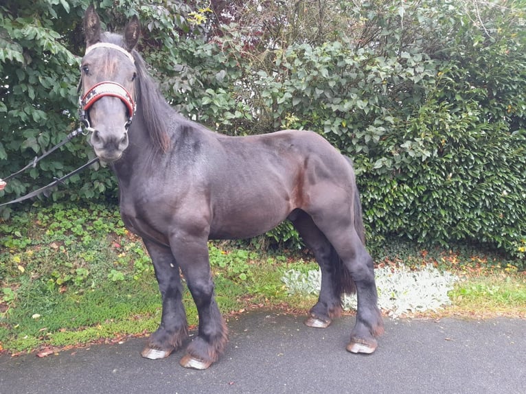 Altri cavalli a sangue freddo Castrone 3 Anni 160 cm Morello in Nettersheim