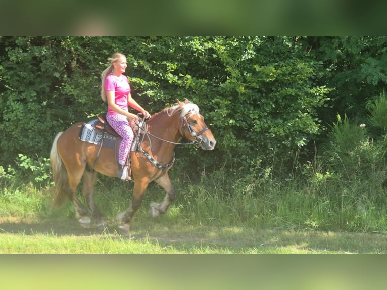 Altri cavalli a sangue freddo Castrone 4 Anni 152 cm Sauro scuro in Linkenbach