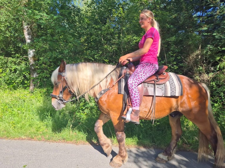 Altri cavalli a sangue freddo Castrone 4 Anni 152 cm Sauro scuro in Linkenbach