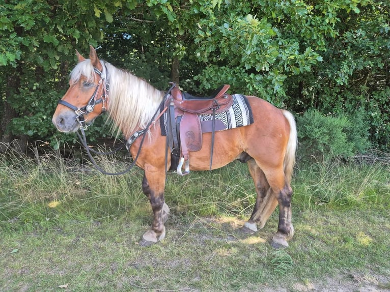 Altri cavalli a sangue freddo Castrone 4 Anni 152 cm Sauro scuro in Linkenbach
