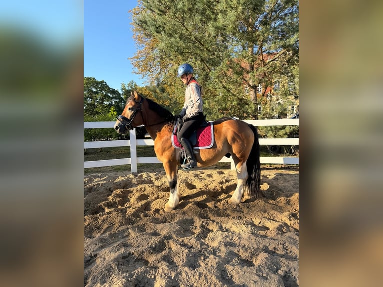 Altri cavalli a sangue freddo Castrone 4 Anni 153 cm Pezzato in Neu Gaarz