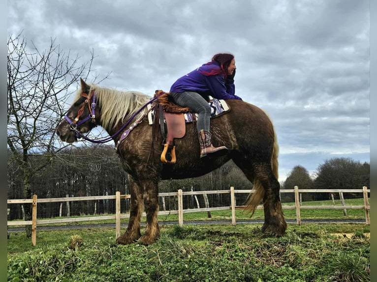 Altri cavalli a sangue freddo Castrone 4 Anni 156 cm Sauro scuro in Linkenbach