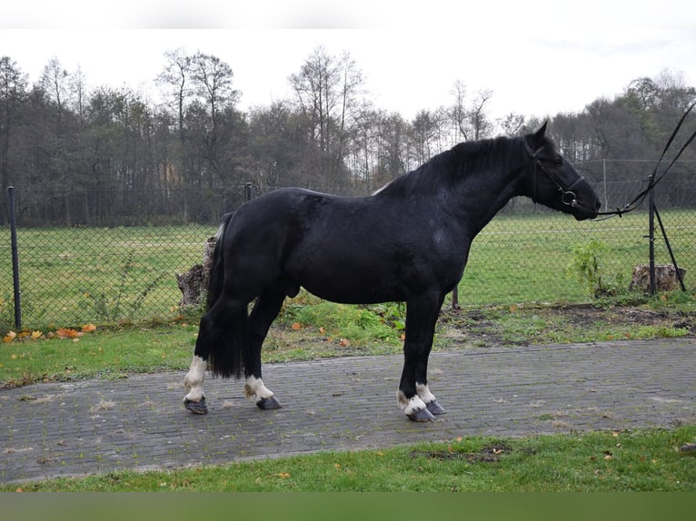 Altri cavalli a sangue freddo Mix Castrone 4 Anni 157 cm Morello in Chelmno