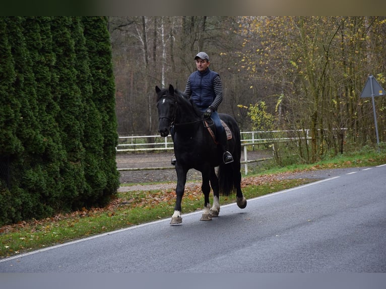 Altri cavalli a sangue freddo Mix Castrone 4 Anni 157 cm Morello in Chelmno