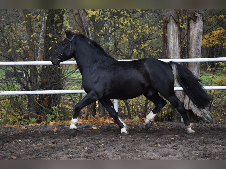 Altri cavalli a sangue freddo Mix Castrone 4 Anni 157 cm Morello in Chelmno