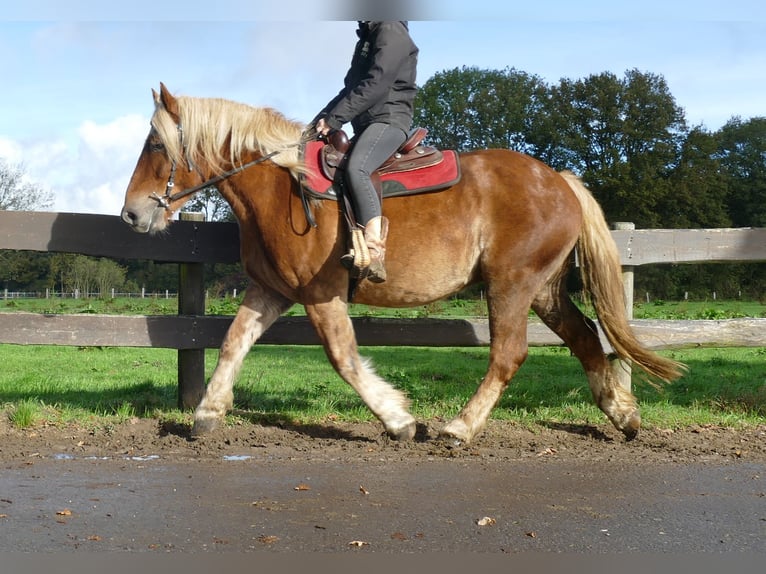 Altri cavalli a sangue freddo Castrone 4 Anni 158 cm Sauro in Lathen