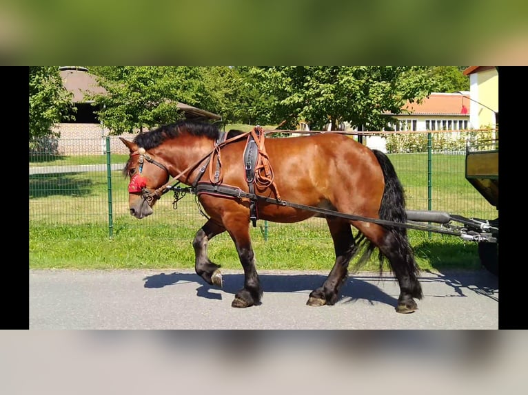 Altri cavalli a sangue freddo Castrone 4 Anni 160 cm Baio in Kamenz