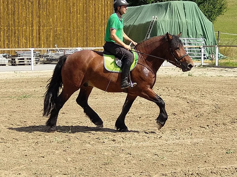 Altri cavalli a sangue freddo Castrone 4 Anni 160 cm Baio in Kamenz