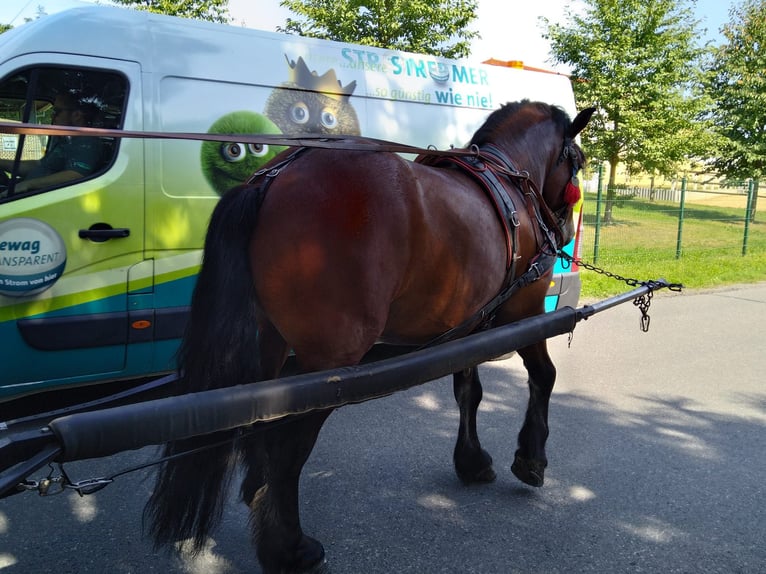 Altri cavalli a sangue freddo Castrone 4 Anni 160 cm Baio in Kamenz