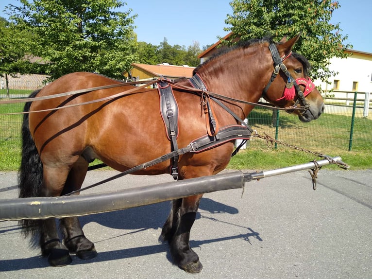 Altri cavalli a sangue freddo Castrone 4 Anni 160 cm Baio in Kamenz