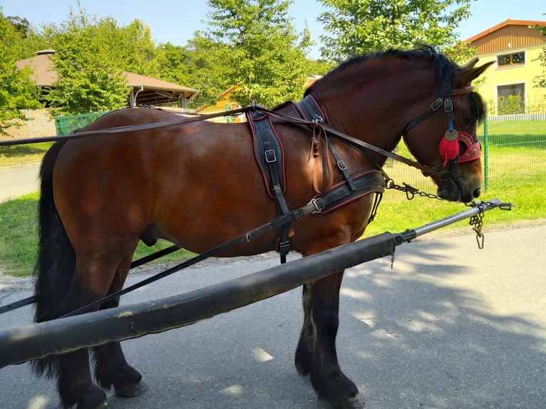 Altri cavalli a sangue freddo Castrone 4 Anni 160 cm Baio in Kamenz