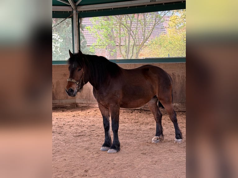 Altri cavalli a sangue freddo Mix Castrone 4 Anni 160 cm Baio in Geußnitz