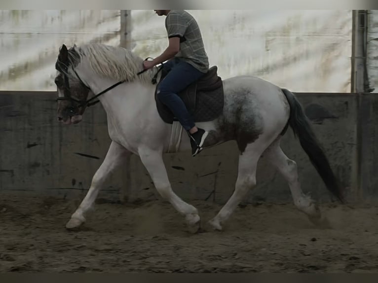 Altri cavalli a sangue freddo Castrone 4 Anni 160 cm Pezzato in Neu Gaarz