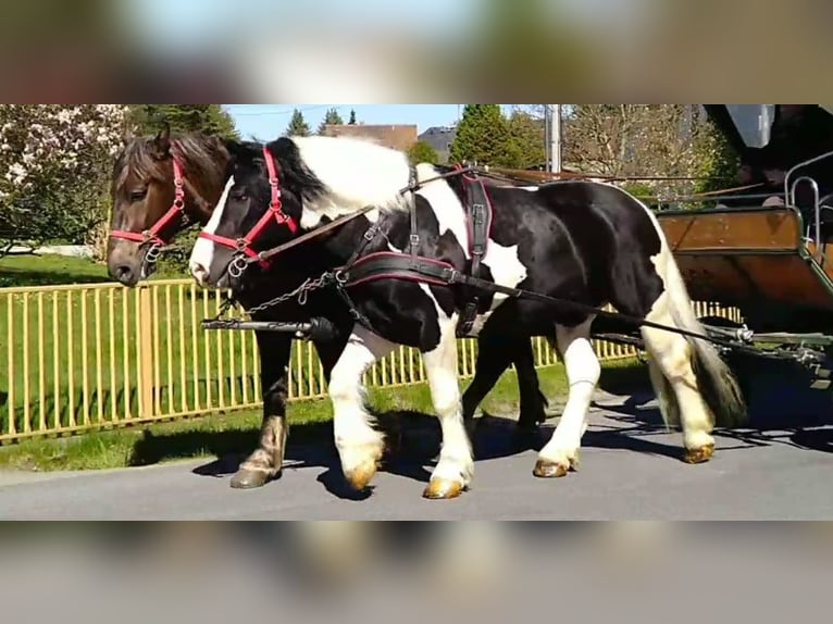 Altri cavalli a sangue freddo Castrone 4 Anni 162 cm Pezzato in Kamenz