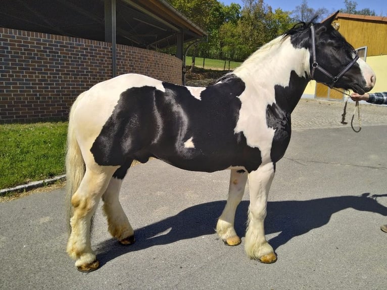 Altri cavalli a sangue freddo Castrone 4 Anni 162 cm Pezzato in Kamenz