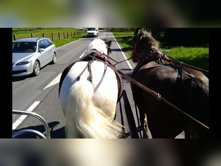 Altri cavalli a sangue freddo Castrone 4 Anni 162 cm Pezzato in Kamenz