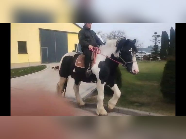 Altri cavalli a sangue freddo Castrone 4 Anni 162 cm Pezzato in Kamenz