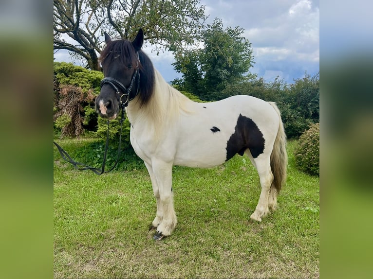 Altri cavalli a sangue freddo Castrone 5 Anni 148 cm Pezzato in Pelmberg