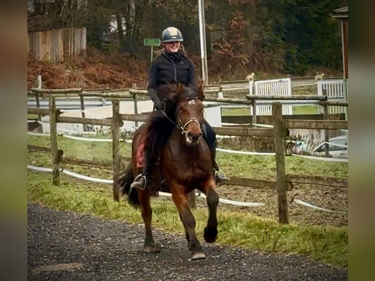 Altri cavalli a sangue freddo Castrone 5 Anni 150 cm Baio in Neustadt (Wied)