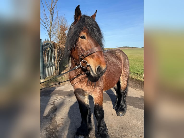 Altri cavalli a sangue freddo Castrone 5 Anni 153 cm Baio in Nettersheim