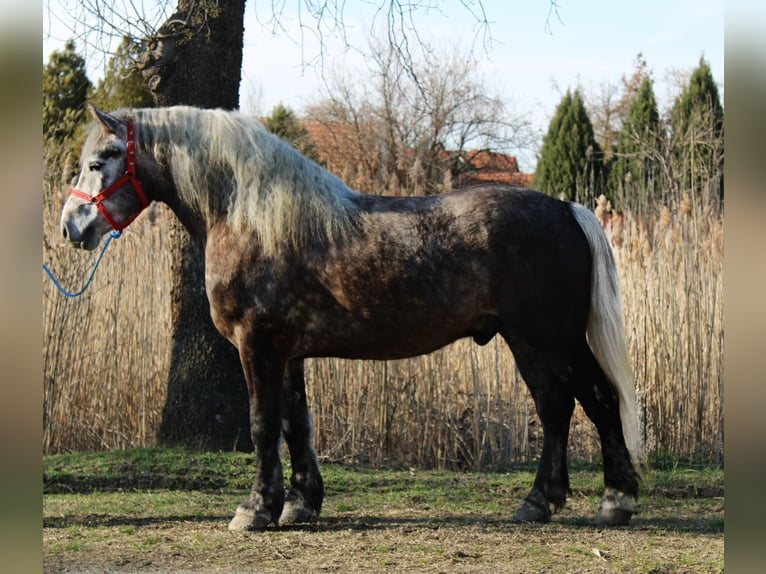 Altri cavalli a sangue freddo Castrone 5 Anni 153 cm Grigio pezzato in Békés