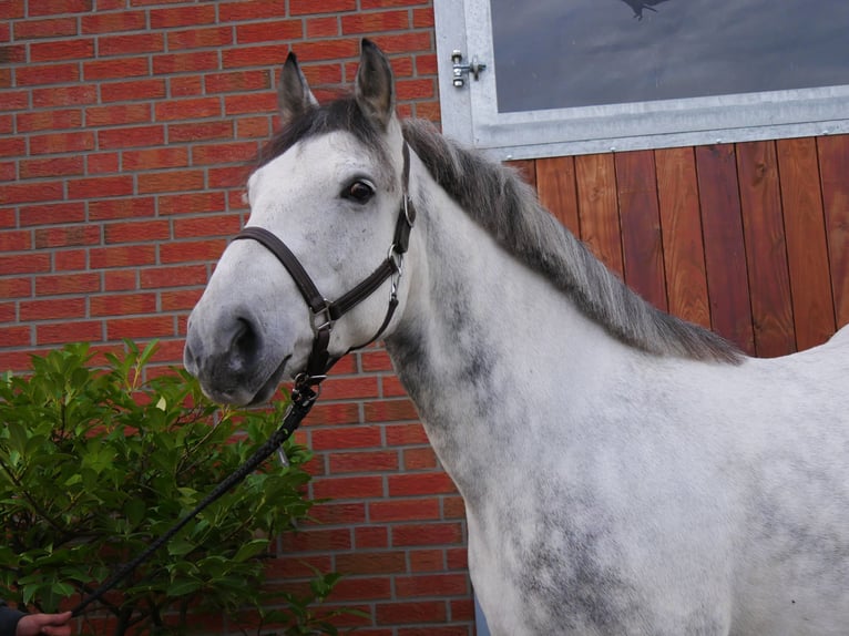 Altri cavalli a sangue freddo Castrone 5 Anni 155 cm in Dorsten