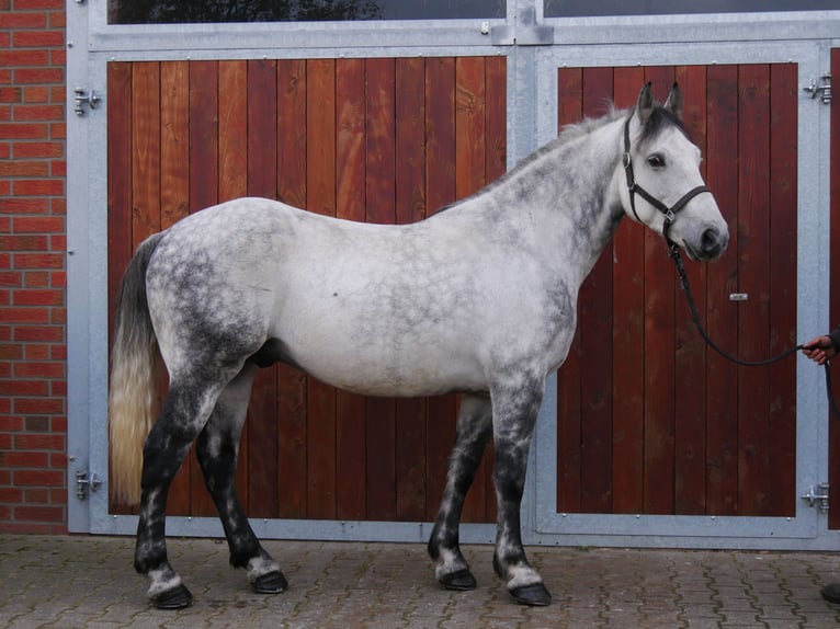 Altri cavalli a sangue freddo Castrone 5 Anni 155 cm in Dorsten