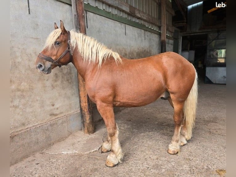 Altri cavalli a sangue freddo Castrone 5 Anni 158 cm Sauro in Soultzmatt
