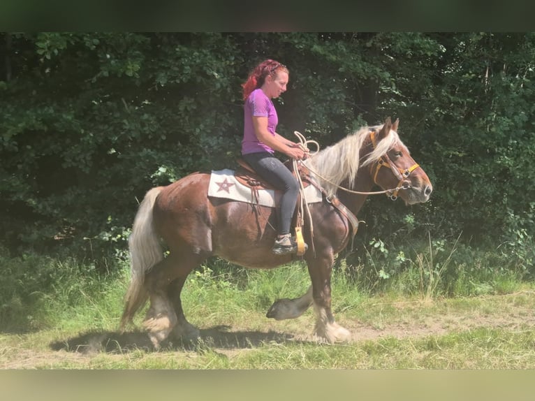 Altri cavalli a sangue freddo Castrone 5 Anni 158 cm Sauro scuro in Linkenbach