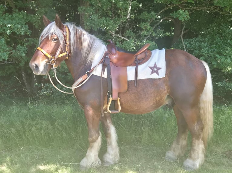 Altri cavalli a sangue freddo Castrone 5 Anni 158 cm Sauro scuro in Linkenbach