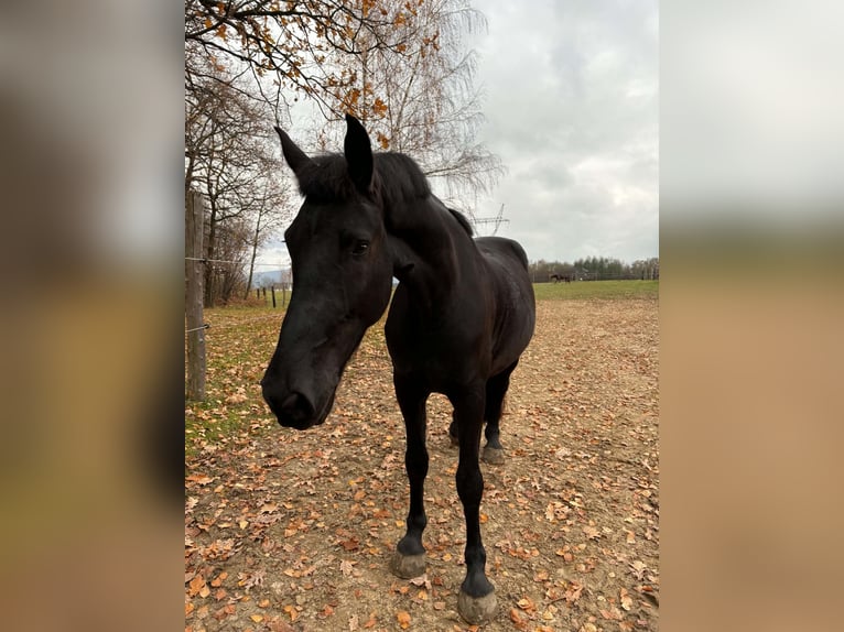 Altri cavalli a sangue freddo Castrone 5 Anni 162 cm Morello in Kęty