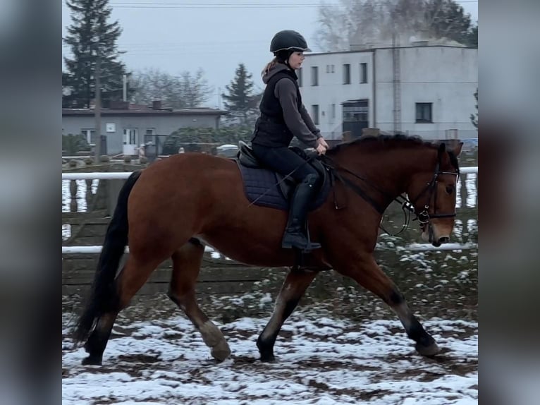 Altri cavalli a sangue freddo Castrone 5 Anni 163 cm Baio in Leer (Ostfriesland)