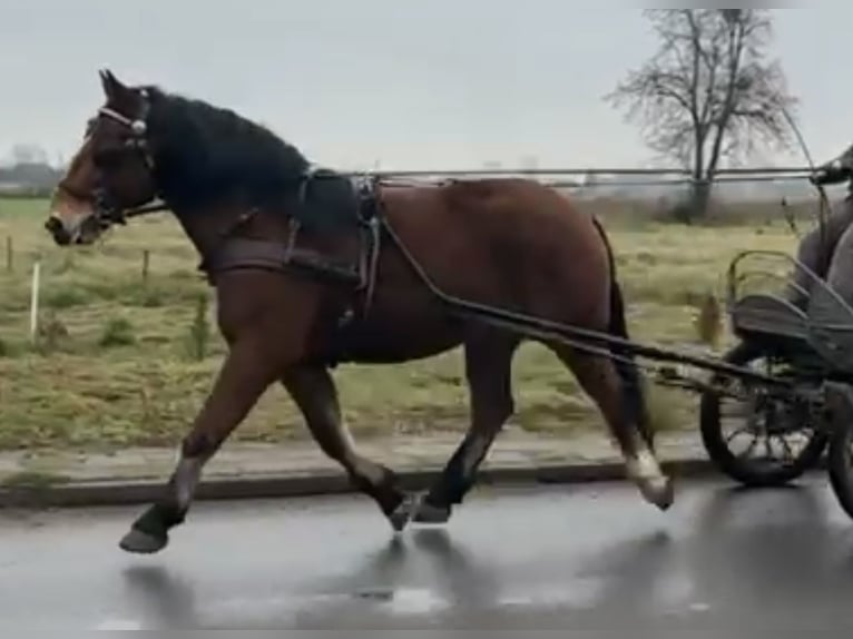 Altri cavalli a sangue freddo Castrone 5 Anni 163 cm Baio in Leer (Ostfriesland)