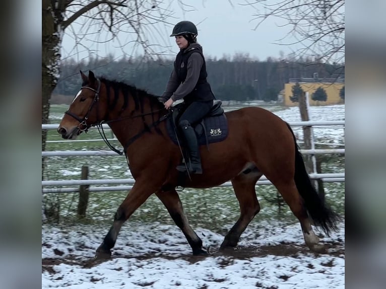 Altri cavalli a sangue freddo Castrone 5 Anni 163 cm Baio in Leer (Ostfriesland)