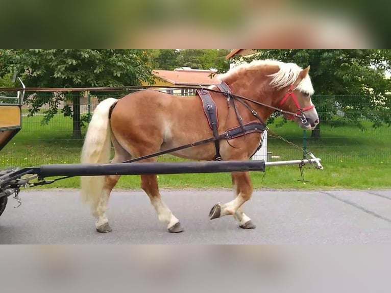 Altri cavalli a sangue freddo Castrone 5 Anni 164 cm Sauro in Kamenz
