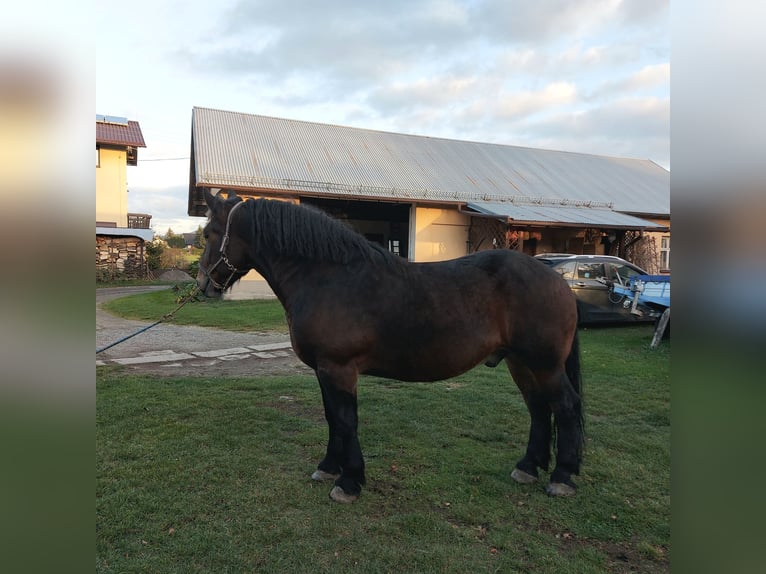 Altri cavalli a sangue freddo Castrone 5 Anni Baio scuro in Skoczów