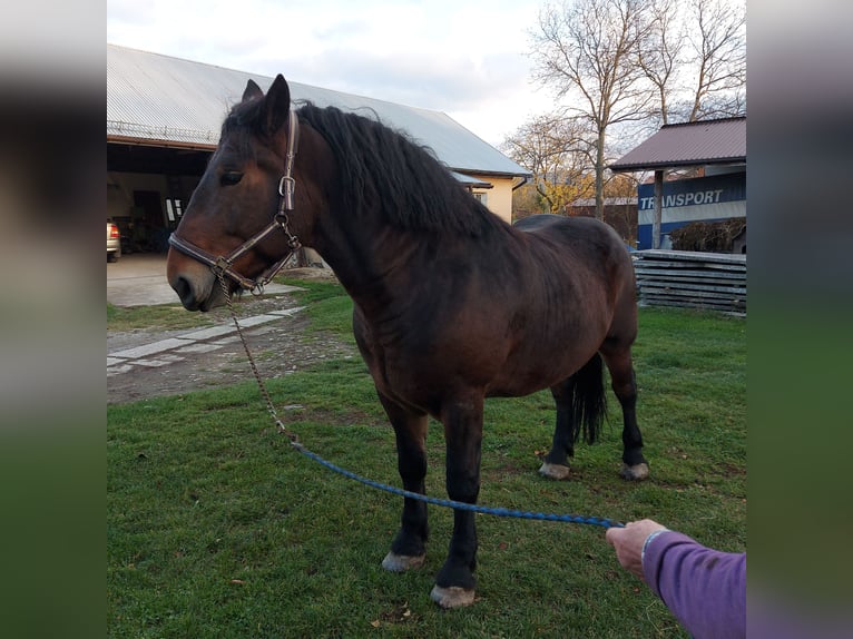 Altri cavalli a sangue freddo Castrone 5 Anni Baio scuro in Skoczów