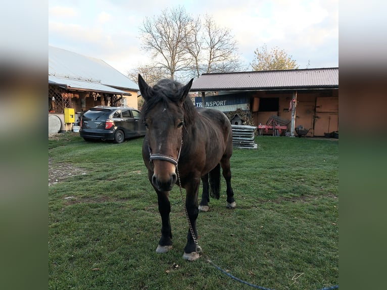 Altri cavalli a sangue freddo Castrone 5 Anni Baio scuro in Skoczów