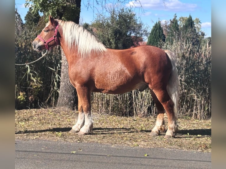 Altri cavalli a sangue freddo Castrone 6 Anni 155 cm Sauro in Békés Altri cavalli a sangue freddo Castrone 6 Anni 155 cm Sauro in Békés