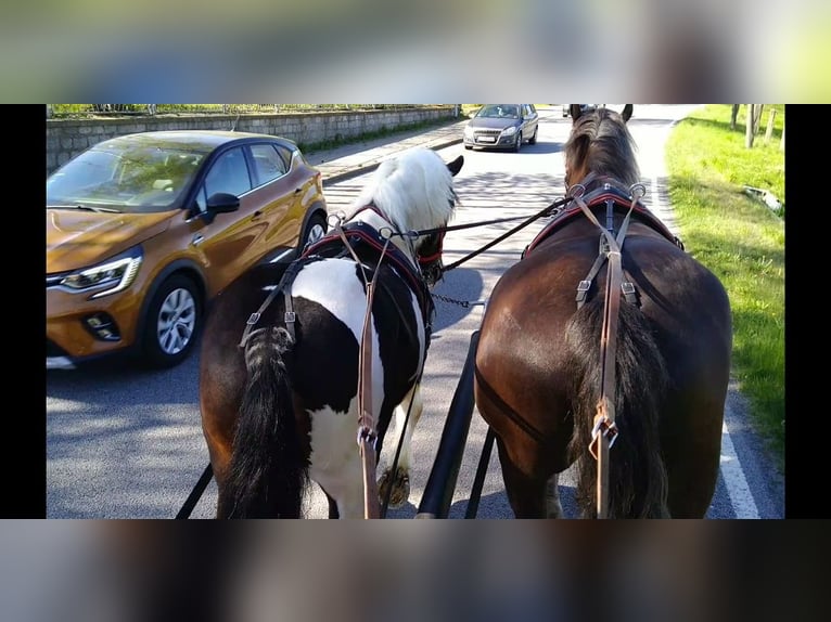 Altri cavalli a sangue freddo Castrone 6 Anni 157 cm Pezzato in Kamenz