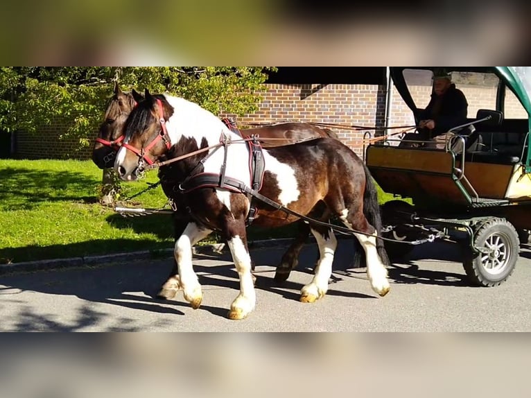 Altri cavalli a sangue freddo Castrone 6 Anni 157 cm Pezzato in Kamenz