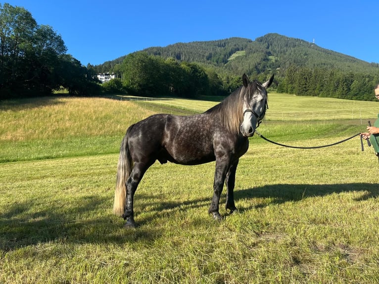 Altri cavalli a sangue freddo Mix Castrone 6 Anni 163 cm Grigio ferro in Schottwien