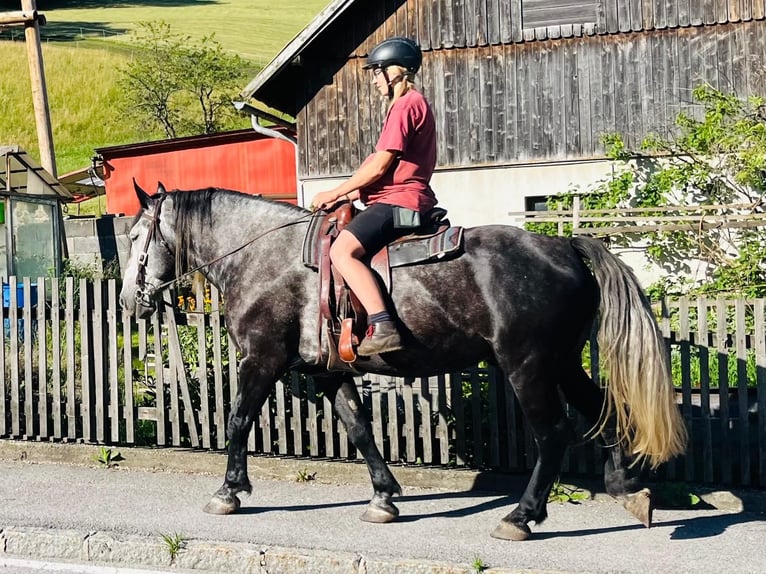 Altri cavalli a sangue freddo Mix Castrone 6 Anni 163 cm Grigio ferro in Schottwien
