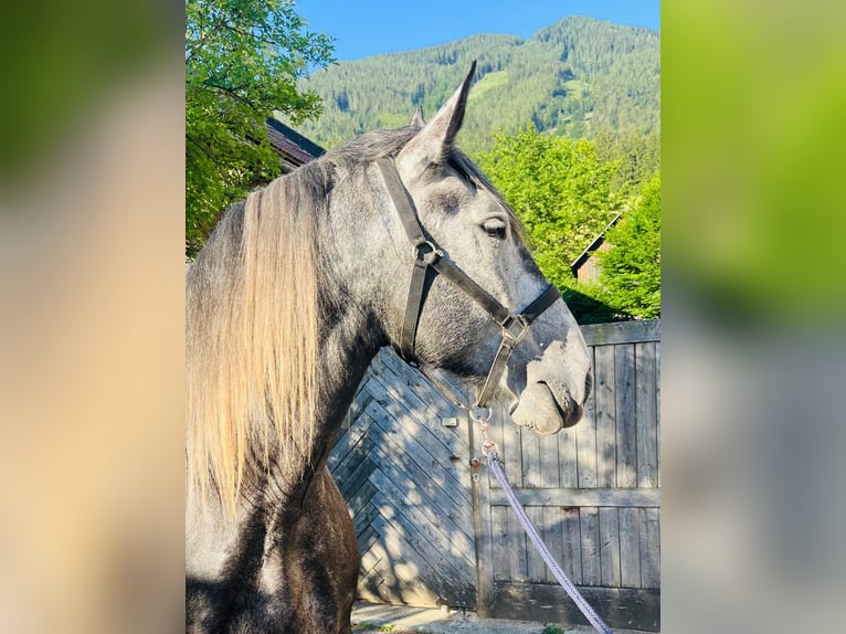 Altri cavalli a sangue freddo Mix Castrone 6 Anni 163 cm Grigio ferro in Schottwien