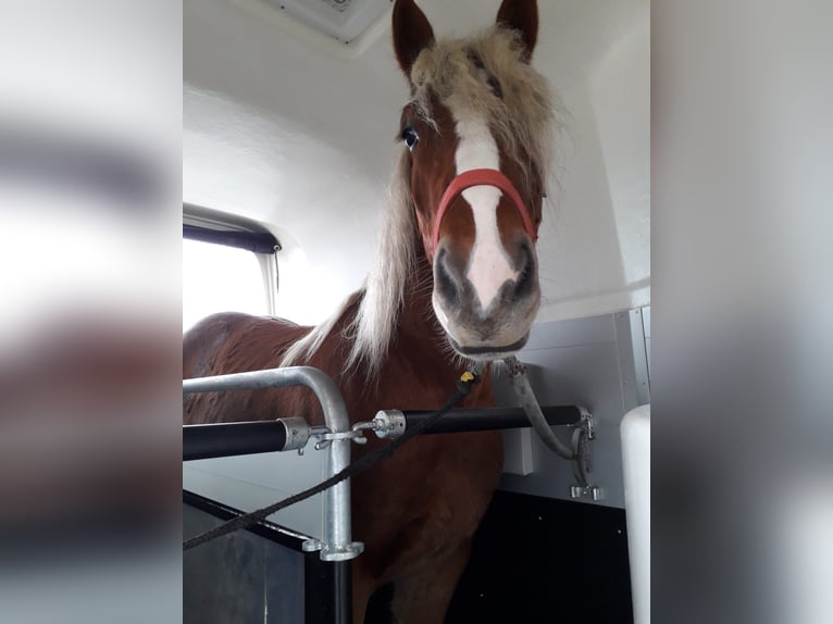 Altri cavalli a sangue freddo Castrone 6 Anni 165 cm Sauro in Zemmer