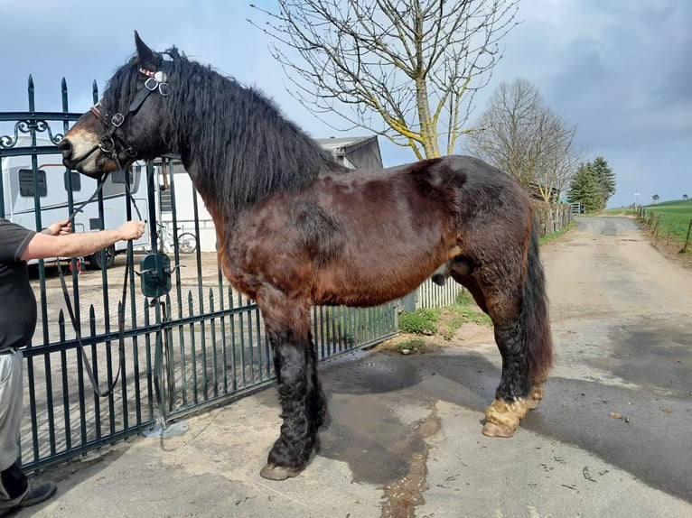 Altri cavalli a sangue freddo Castrone 6 Anni 167 cm in Nettersheim