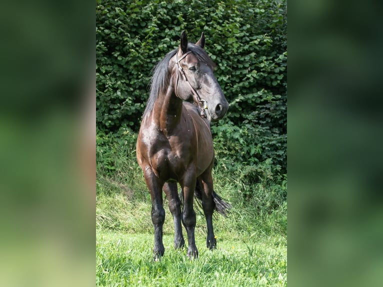 Altri cavalli a sangue freddo Castrone 6 Anni 170 cm Morello in St.oswald Bei Fr